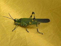 Chromacris psittacus