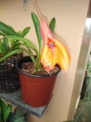 Masdevallia