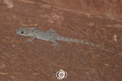Cyrtopodion scabrum