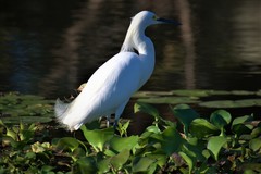 Egretta thula