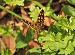 Oreixenica kershawi