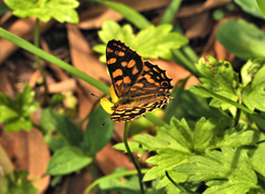 Oreixenica kershawi