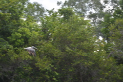 Pelecanus occidentalis