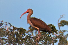 Eudocimus albus