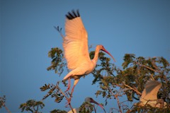 Eudocimus albus