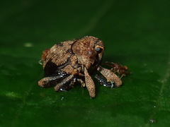 Cryptorhynchini