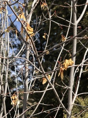 Acer negundo interius