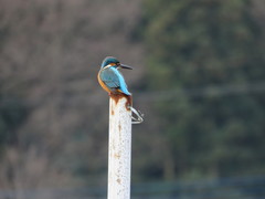 Alcedo atthis