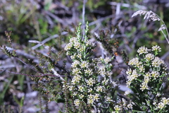 Ozothamnus cupressoides