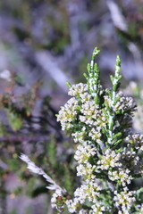 Ozothamnus cupressoides
