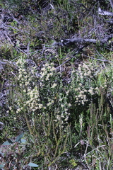 Ozothamnus cupressoides