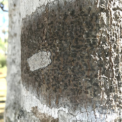 Bathelium carolinianum