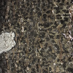 Bathelium carolinianum