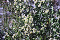 Ozothamnus cupressoides