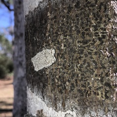 Bathelium carolinianum