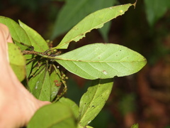 Symplocos acuminata