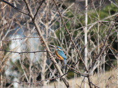 Alcedo atthis