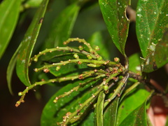 Symplocos acuminata