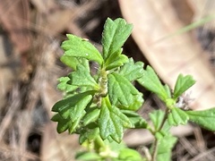 Xanthosia tridentata