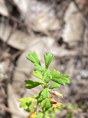 Xanthosia tridentata