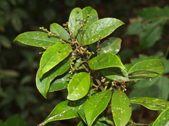 Symplocos acuminata