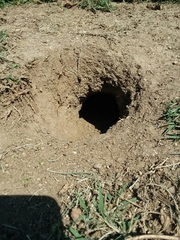 Otospermophilus beecheyi