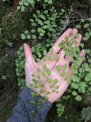 Adiantum jordanii image
