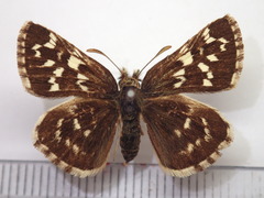 Pyrgus maculatus