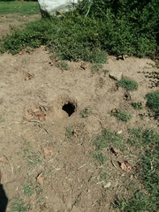 Otospermophilus beecheyi