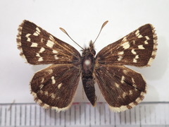 Pyrgus maculatus