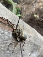 Rosenbergia megalocephala