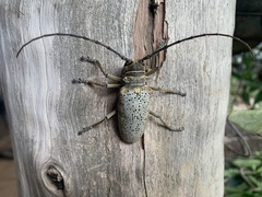 Rosenbergia megalocephala