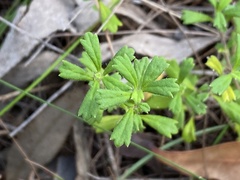 Xanthosia tridentata
