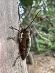 Rosenbergia megalocephala