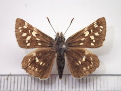Pyrgus maculatus