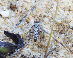 Acantothereva oblata