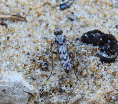 Acantothereva oblata