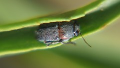 Pachybrachis thoracicus