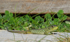 Timon lepidus lepidus