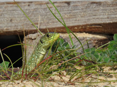 Timon lepidus lepidus