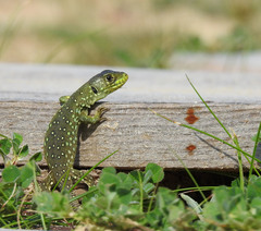 Timon lepidus lepidus