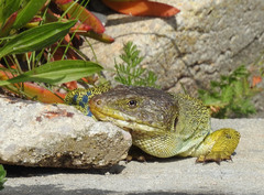 Timon lepidus lepidus