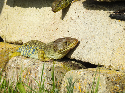 Ocellated Lizard