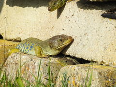 Timon lepidus lepidus