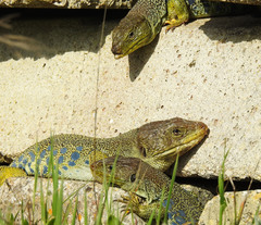 Timon lepidus lepidus