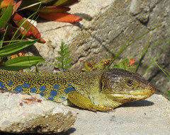 Timon lepidus lepidus