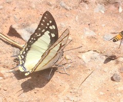 Polyura eudamippus