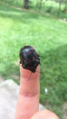Pachycoris klugii