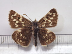 Pyrgus maculatus