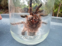 Dugesiella anitahoffmannae